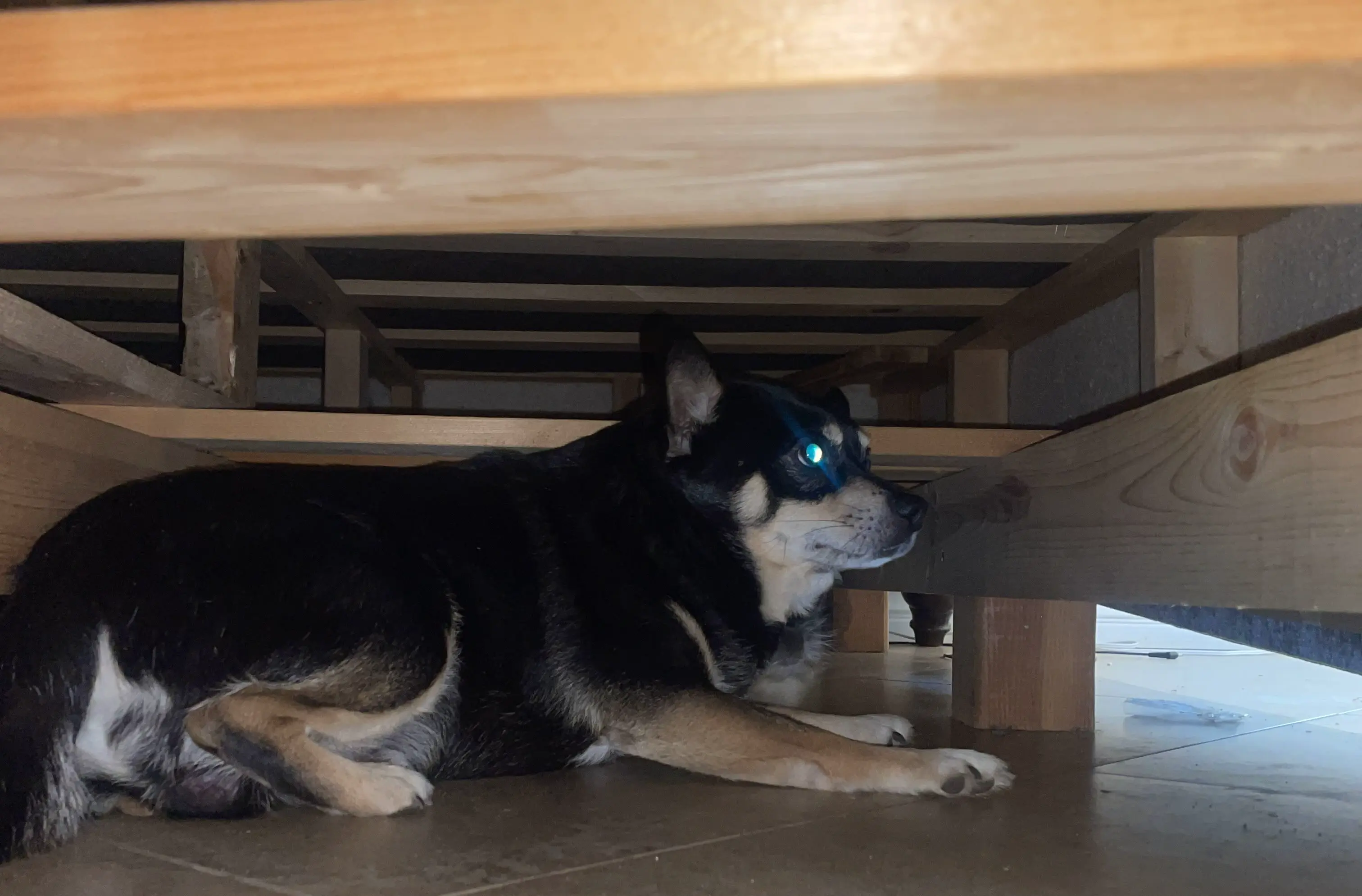 My dog underneath my bed.
