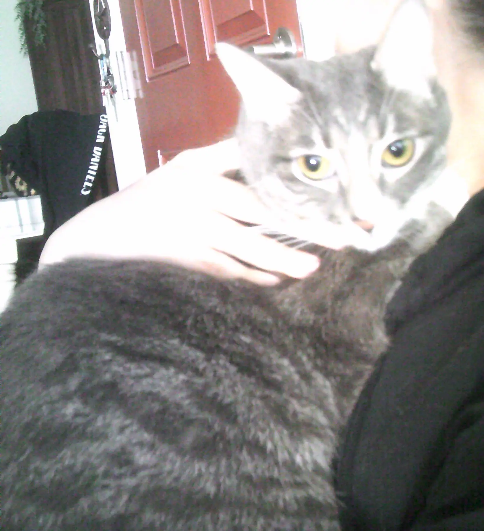 An American shorthair with yellow eyes in the hands of its owner.