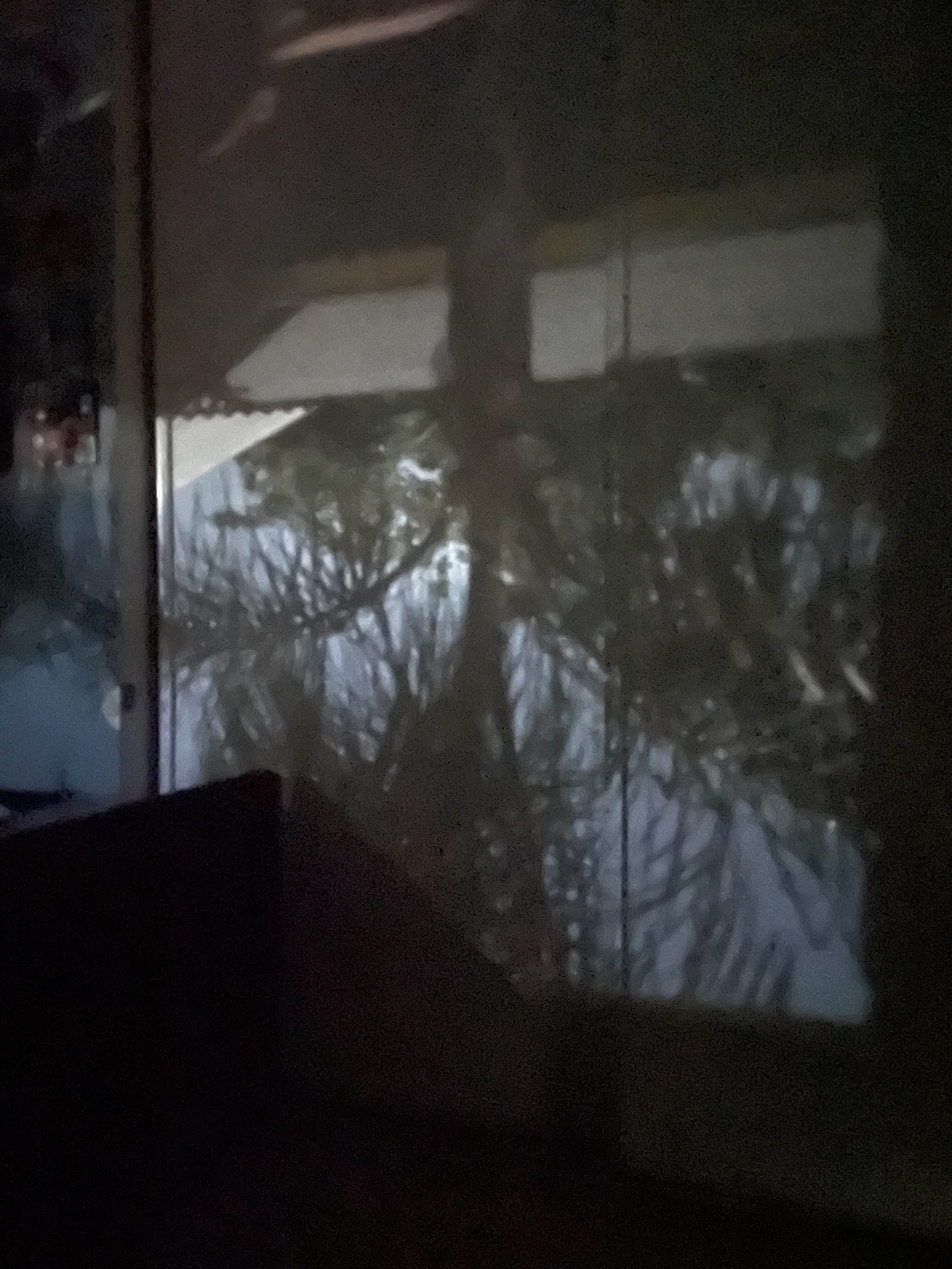 Upside down visage of a blue sky and palm trees projected on my closet door.