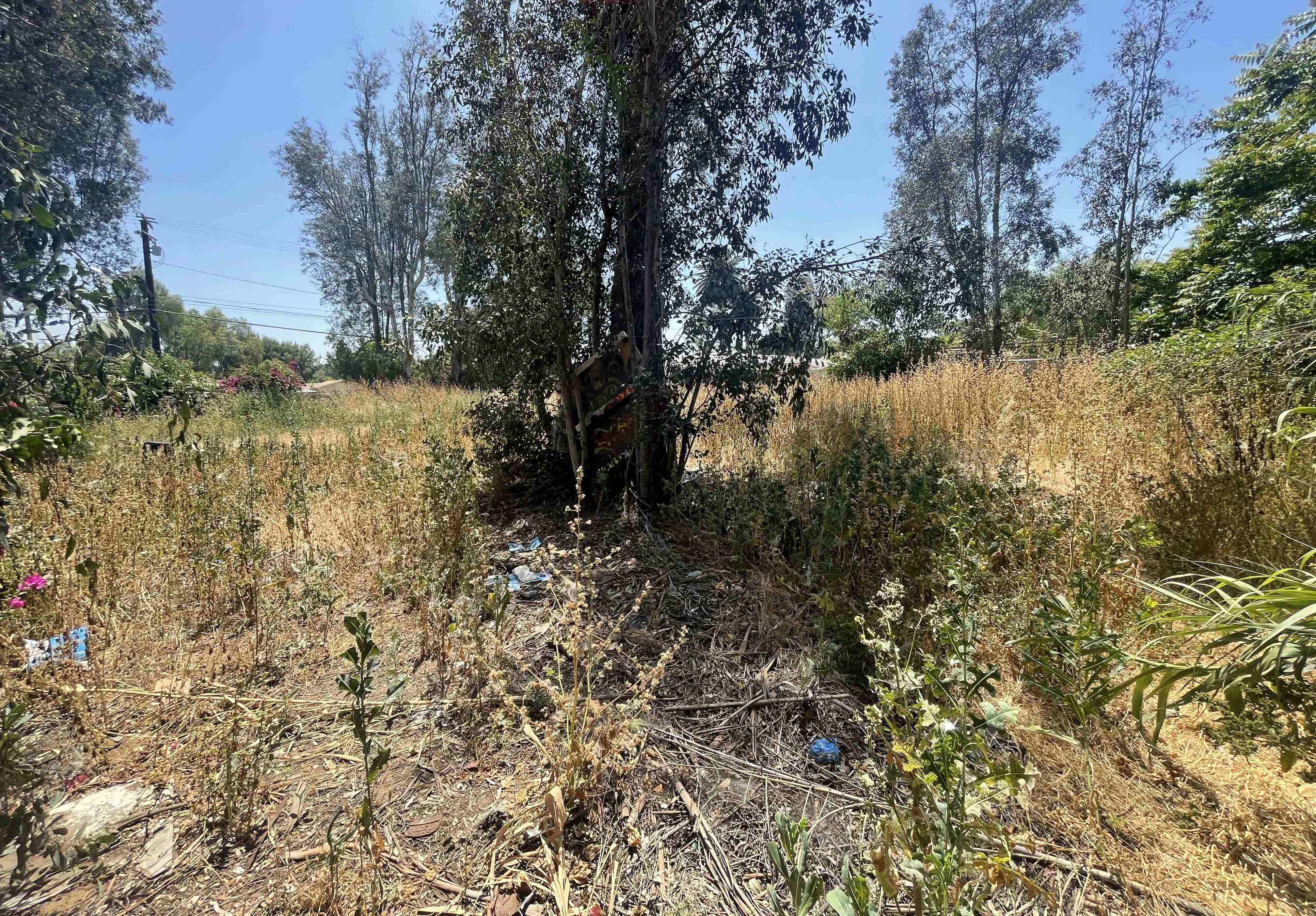 An area with tall grass and trash, there are also some trees by.